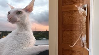 CUTE CORNISH REX CAT MOMENTS [upl. by Halland]