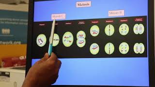 oocyteegg maturation understanding M1 and M2 [upl. by Atoel]