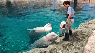 飼育員さん大好き！ 20190512名古屋港水族館 [upl. by Laehcar]