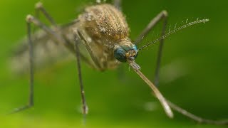 Mosquito Life Cycle  UHD 4K [upl. by Cressi536]