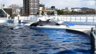 自主的にショーをするイルカたち Dolphins performing voluntarily [upl. by Relyks]