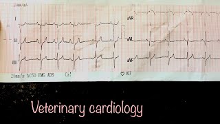 Electrocardiography Basics in veterinary cardiology [upl. by Leia]