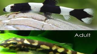 Panda Loaches New fishCare Info [upl. by Burnside]