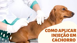 Como Aplicar Injeção Em Cachorro Melhores Tecnicas Passo a Passo [upl. by Yeneffit]