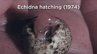 Echidna hatching 1974 [upl. by Rahas]