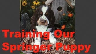 Training Our Springer Spaniel Puppy [upl. by Nepsa]