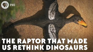 The Raptor That Made Us Rethink Dinosaurs [upl. by Ocirne]