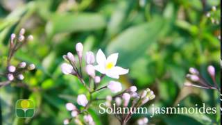 Solanum jasminoides [upl. by Portingale857]