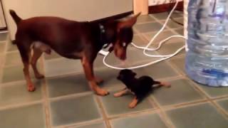 One Month Old  Miniature Pinscher Puppies [upl. by Akimahc]