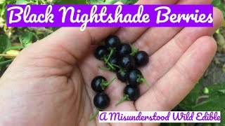 Black Nightshade Berries A Misunderstood Wild Edible [upl. by Isabea302]