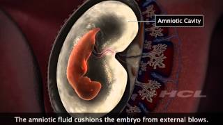 HCL Learning  Embryonic Development in Humans [upl. by Andrei]