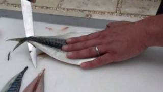 Passionate About Fish  How to fillet a Mackerel [upl. by Trudi]