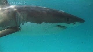 Great White Shark behavior [upl. by Ethelbert]