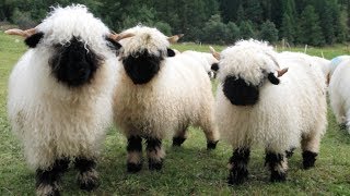 Valais Blacknose Sheep  World’s Cutest Sheep [upl. by Atahs]