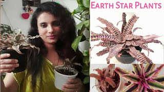 All About Earth Star Plants  Cryptanthus Bromeliad Care N Tips [upl. by Aicaca90]