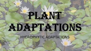 Plant Adaptations  Hydrophytic adaptations morphological anatomical and physiological HPU [upl. by Ebanreb]