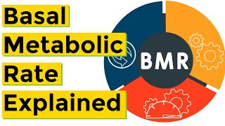 Basal Metabolic Rate BMR Explained [upl. by Sairahcaz]