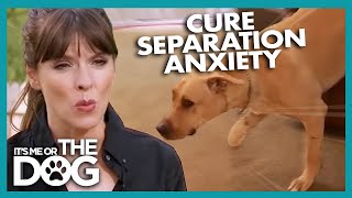 How To Cure A Dogs Separation Anxiety  Its Me Or The Dog [upl. by Assyn496]