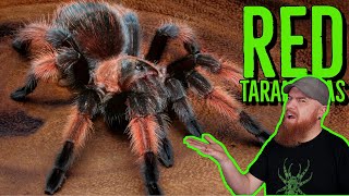 Top 10 RED Tarantulas that YOU NEED [upl. by Cade]