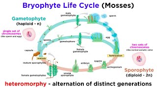 Bryophytes and the Life Cycle of Plants [upl. by Dranoc193]