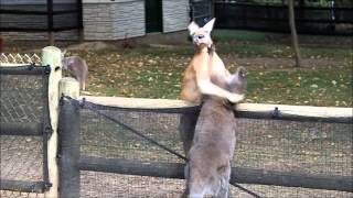 Wallaby vs Kangaroo at Grants Farm [upl. by Gnanmos]