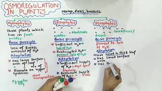 Osmoregulation in plants  mesophytes xerophytes And hydrophytes  Class 12 Biology [upl. by Lytsirhc857]