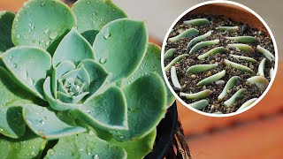 How to grow ECHEVERIA succulent from CUTTINGS and LEAVES  Care conditions [upl. by Cahn]