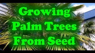 How To Grow Palm Trees From Seed [upl. by Cayla]