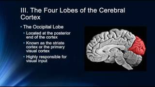 Introduction to the Cerebral Cortex [upl. by Anelrats864]