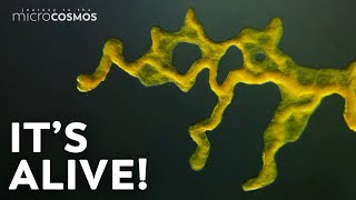 Slime Molds When Micro Becomes Macro [upl. by Nnahs]