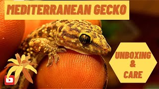 Mediterranean Gecko Unboxing and Care 2020 [upl. by Wehtta]