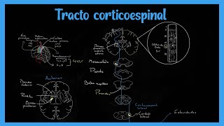 Tracto Corticoespinal Sistema Piramidal  EXPLICADO FÁCIL [upl. by Eissahc]