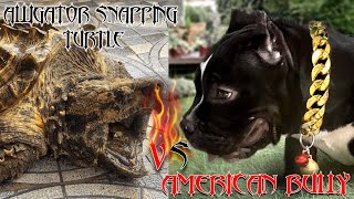 ALLIGATOR SNAPPING TURTLE VS SON OF HELL MONSTER AMERICAN BULLY  HENDRIC SHINIGAMI [upl. by Earissed]