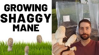 Growing Shaggy Mane Mushroom Coprinus comatus [upl. by Aynekal279]