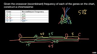 How to create a chromosome map from crossover frequencies [upl. by Rice865]