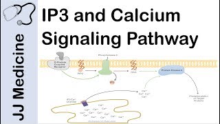 Inositol Triphosphate IP3 and Calcium Signaling Pathway  Second Messenger System [upl. by Ainadi]