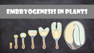 Embryogenesis in Plants  Plant Biology [upl. by Welch]