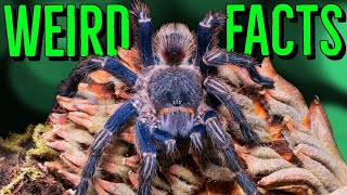 10 STRANGE Tarantulas FACTS You Wont Believe [upl. by Topliffe722]