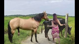 My sister training care her lovely horse in beginner 2021 [upl. by Eatnahc]