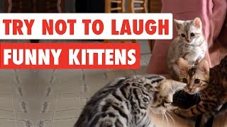 99 Lose this TRY NOT TO LAUGH Challenge  Funny Kittens Video [upl. by Kado]