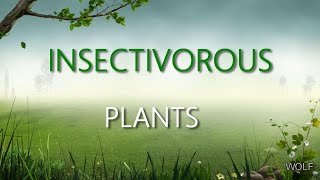 Insectivorous Plants EVS GRADE 4 CBSE [upl. by Adlai]