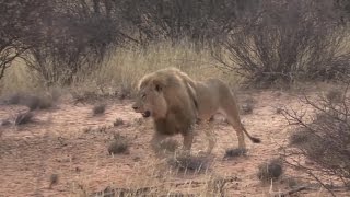 Caça a leões enlatados gera polêmica na África do Sul [upl. by Kath]