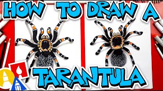 How To Draw A Tarantula Red Knee [upl. by Zetniuq]