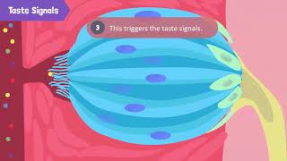 Anatomy of Tongue Part 1  Easiest Explanation [upl. by Christis]