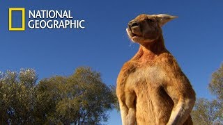 Muscular Kangaroos Martial Arts Match｜National Geographic [upl. by Klenk]