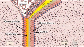 Development of Tooth  Part 5 Root formation [upl. by Lirrad]