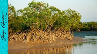 Pesca de PARGOS con MAREA BAJA en el MANGLAR [upl. by Jezrdna]