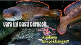 Sukses  Breeding Channa Limbata [upl. by Egide]