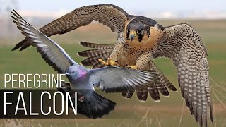 Falcon Incredible Flight Skills [upl. by Mansoor]