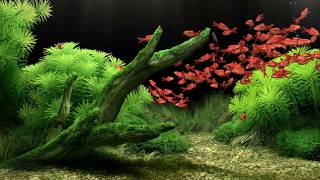 Dream Aquarium  All The Fish 4K [upl. by Hodge]